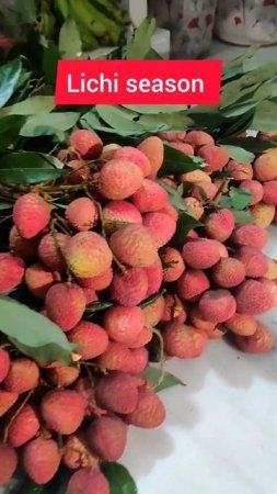 Lichi season in Mayapur 2024 #mayapur #lichi #fruit #tasty #shorts