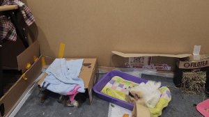 Морские свинки Улли и Пулли завалились спать 😴