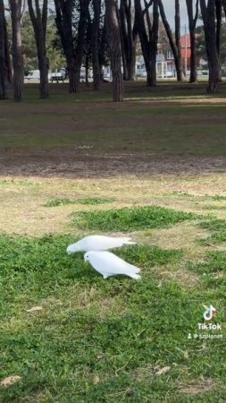 Белые голуби, Мини-собачка. Австралия. 🇦🇺 Прогулка с Машей под Латвийское радио @retrofmlatvija