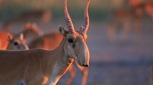 Волго-уральских сайгаков хотят исключить из Красной книги