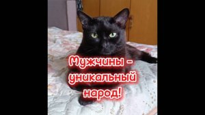 Кошки с озвучками.