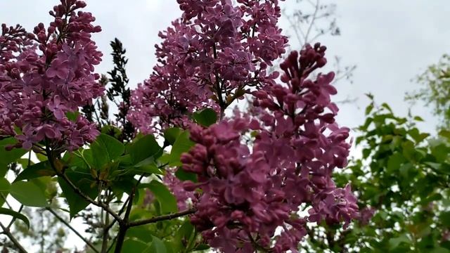 Яркое пламя 17 серия русская озвучка | Дата выхода смотреть онлайн