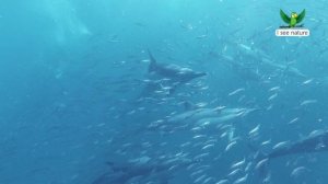 Относится ли дельфин к млекопитающим?