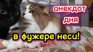 Анекдот дня. Кошки с озвучками.