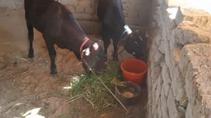 янги бузоклар олдим