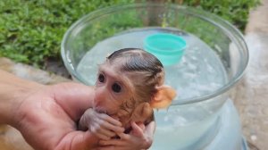 Обезьянка сиротушка нагоревалась малюпусечка  Пищит брыкается но купается Симпатяшка Милота