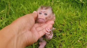 Обезьянка сиротушка МАЛЮТОЧКА намаялась одна Ожила Купается Не брыкается Не пищит Запеленали Успокои