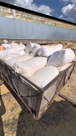 Запасаемся шелухой 😁! Телега: DanilaFermer #агротехнологии #дача #farming #shorts #reels #полова