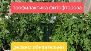профилактика фитофтороза