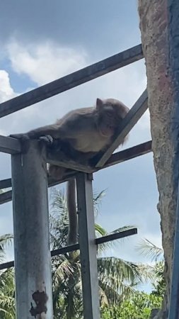 Monkey Island место, где пальмы и пляжи встречаются с дикой природой.