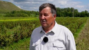 Ягодный сезон