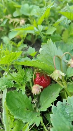 Strawberries  in the garden