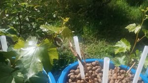 Выращивание винограда в помещении (часть 16) Неожиданные последствия