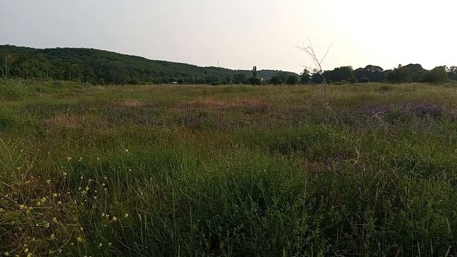 оазис в Крыму.mp4