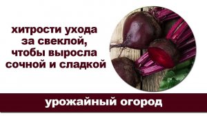 Чем подкормить свеклу, чтобы была сочной и сладкой.