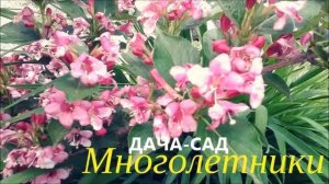 12 ЛУЧШИХ МНОГОЛЕТНИХ ЦВЕТОВ
