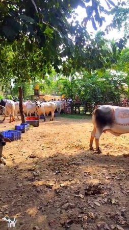 Happy Gopashtami   #gopashtami #cows #animals #shorts