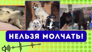 Молчать - навредить собакам!