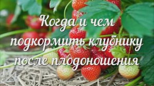 Когда и Чем Подкормить Клубнику После Плодоношения