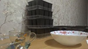ПОСЕВ СЕМЯН КАПУСТЫ - КОЛОБОК - ИЮНЬСКАЯ - СЛАВА