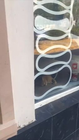 🐱Котику запретили вход в московский зоомагазин из-за кражи пряников🐱