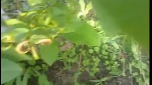 Скороплодный орех Элита