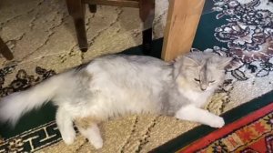 Пушистая страна чудес: путешествие в мягкость и уют