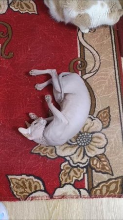 Загадываю желание - первый раз пробую кошачью мяту ,🔥⚡

#котики #котоблог #котэ #безкотажизньнета #с