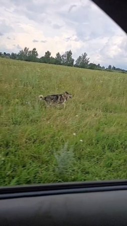 На пробежке