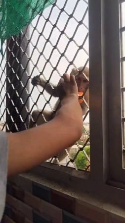 Feeding Prasad to hungry monkeys in Vrindavan #viral #vrindavan #monkey #shorts