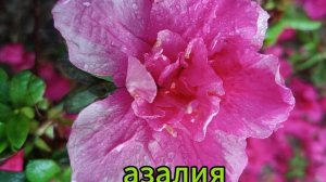 Какие комнатные растения цветут зимой