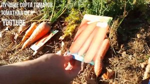 Лучшие сорта моркови Сравнение сортов моркови