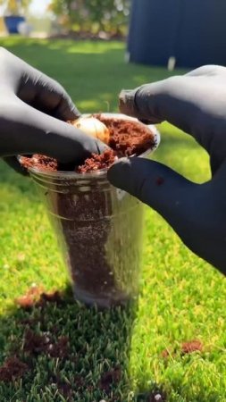 How to grow your own avocado from the seed inside of it! creative explained