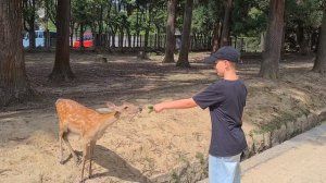 А вы кормили оленей?