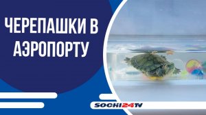 «Черепаха — друг, а не сувенир»: аэропорт Сочи просит беречь животных