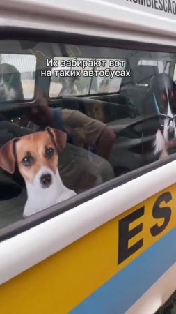 В Бразилии есть детсад для питомцев.