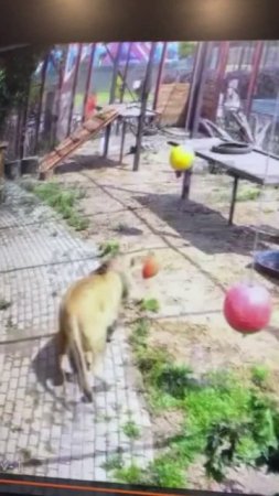 Игра яйцевидным красным кухтылем. Продолжение