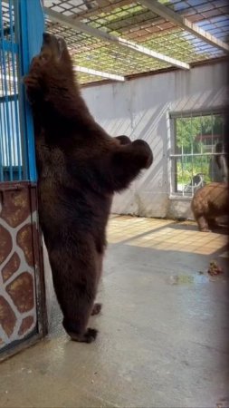 Как проходит жаркий летний день у мишек в липецком зоопарке 🐻🐻