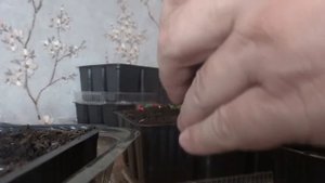 ПОСАДКА СЕМЯН ЦВЕТНОЙ КАПУСТЫ