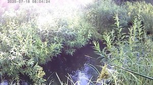 Рыбалка на заросшем ручье !!!