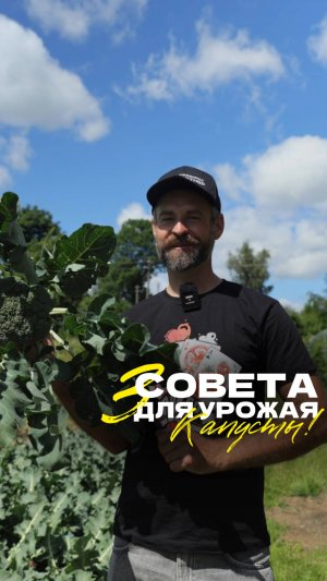 🥬 Хотите получить крепкие, плотные кочаны капусты? Все просто!