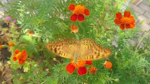 Бабочка Перламутровка Аглая пьёт нектар