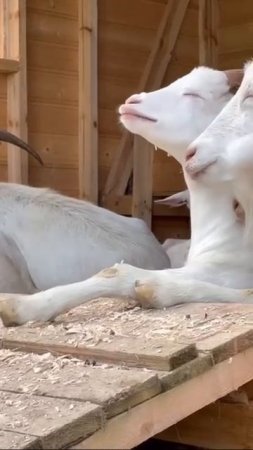 🐐У коз из Южного Бутово все просто отлично🐐