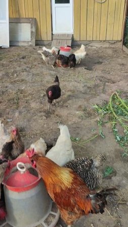 С волкодавом Евой 🐈 рыжим котом Фоксом 🐱 кормим курочек 🐔