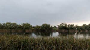 Деревня Алексеевка Грибановского района Воронежской области. 18 июля 2025г. Родина тунца и минтая...