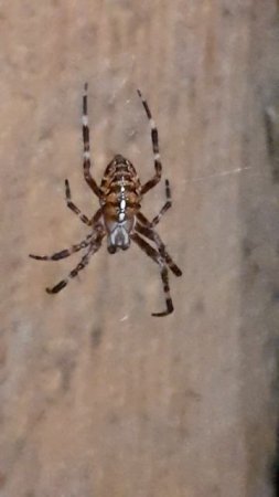 Паук крестовик обыкновенный (Araneus diadematus)