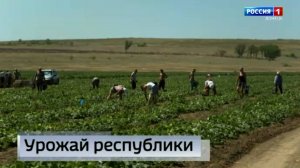 На полях Донецкой Народной Республики уже вовсю идёт сбор урожая