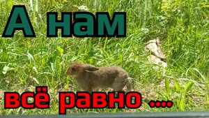 Встреча на дороге. А нам всё равно ...