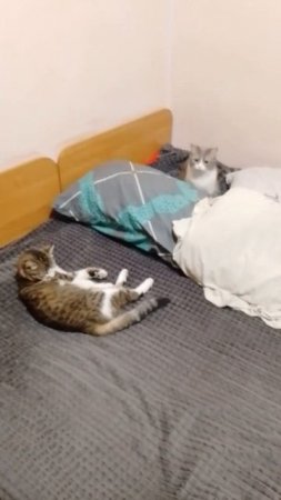 кошачьи будни