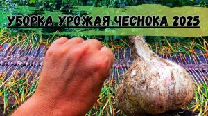 Уборка УРОЖАЯ 2025/ ЧЕСНОК с КУЛАК/ Огород в ДЕРЕВНЕ/